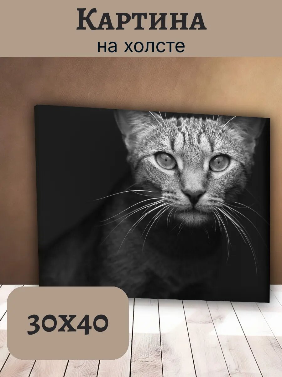 Картина Кот Кошка Cat 30x40 монохромный портрет полосатого