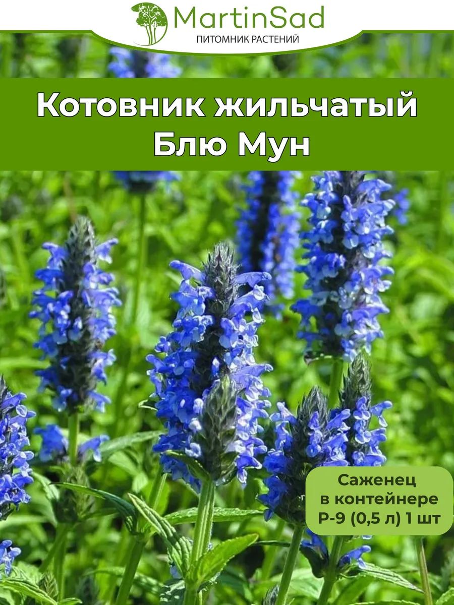 Котовник жильчатый Блю Мун Р-9