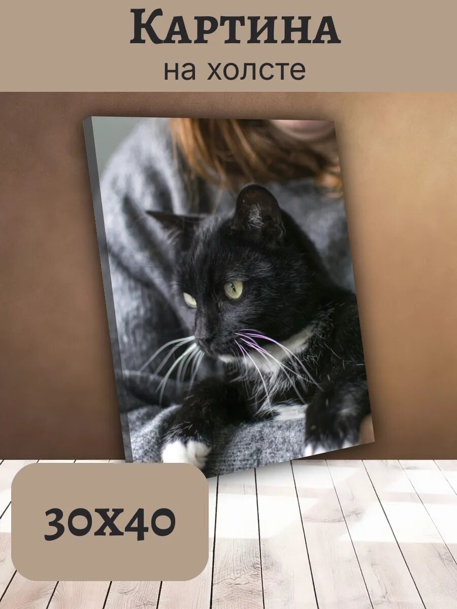 Картина Постер Кот Кошка Cat 30x40 уютный черный кот