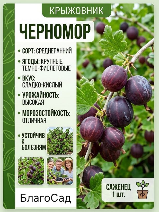 Крыжовник Черномор