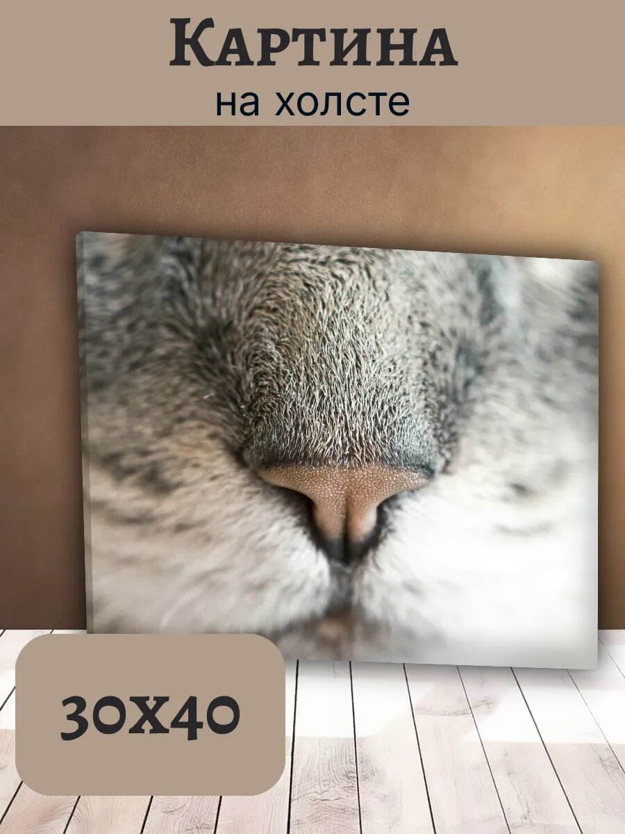 Картина Постер Кот Кошка Cat 30x40 серый Табби