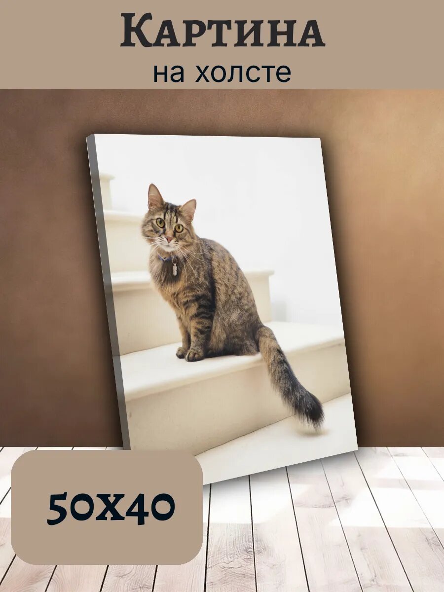 Картина Постер Кот Кошка Cat 40x50 полосатая Табби