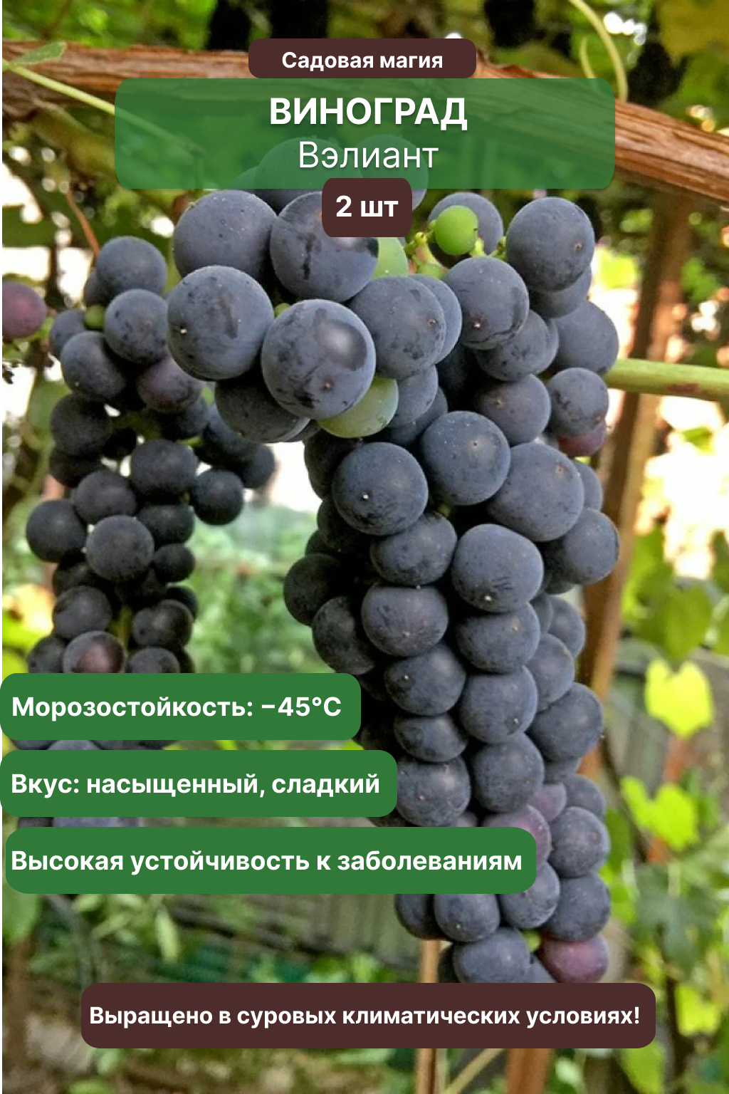 Виноград Вэлиант / 2 шт, морозостойкий, среднеранний, высокая урожайность