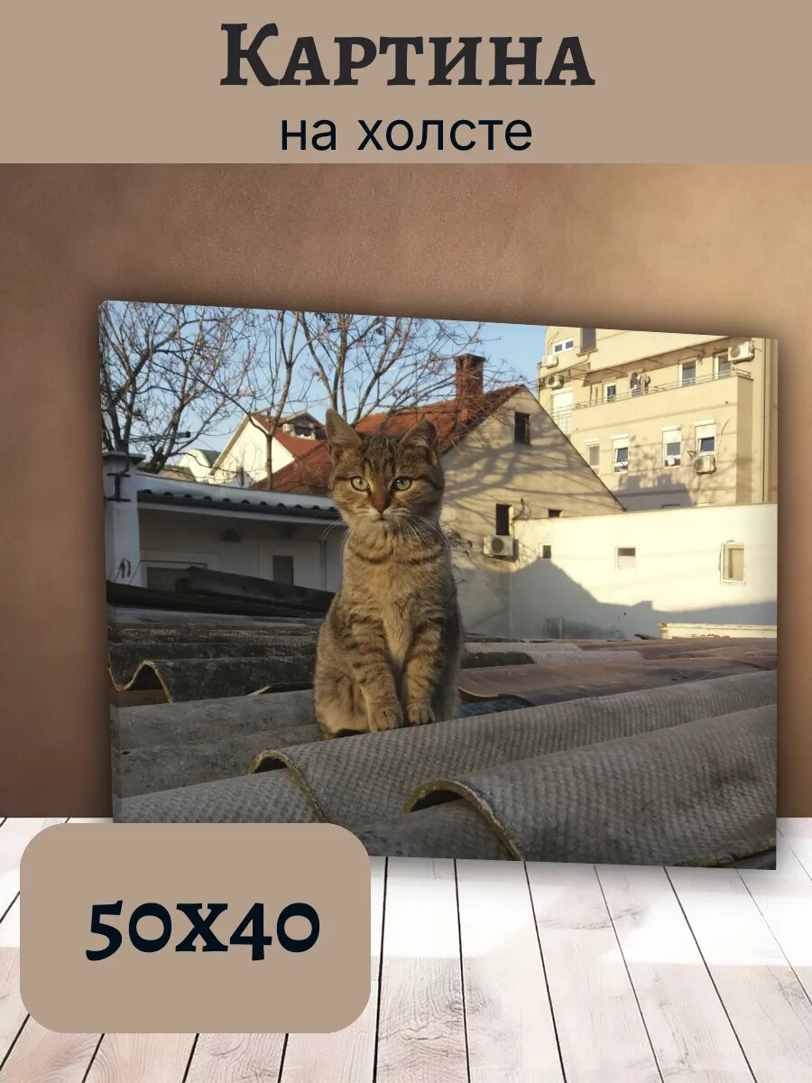Картина Кот Кошка Cat 40x50 на крыше