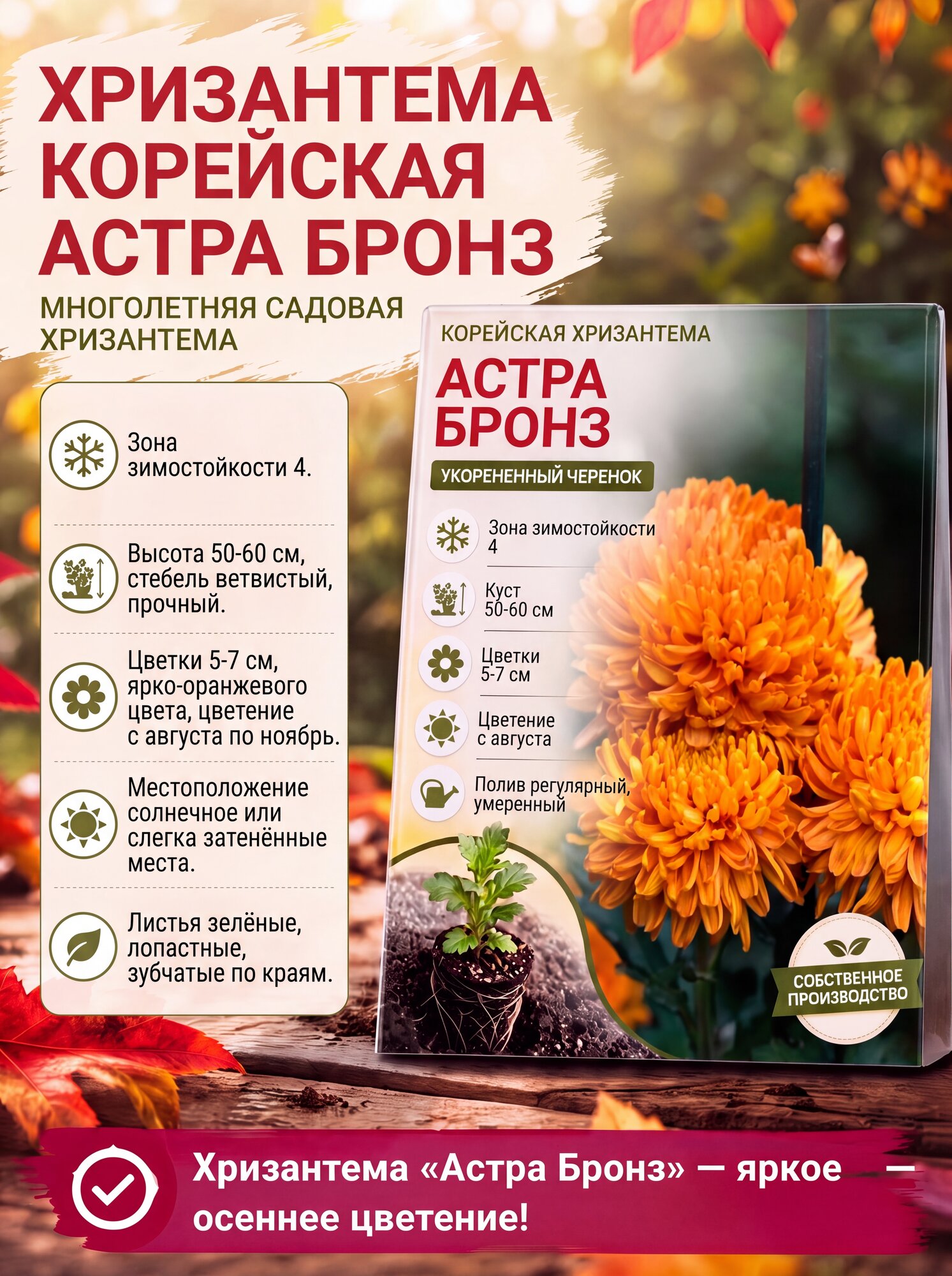 Корейская хризантема Астра Бронз (укорененный черенок)