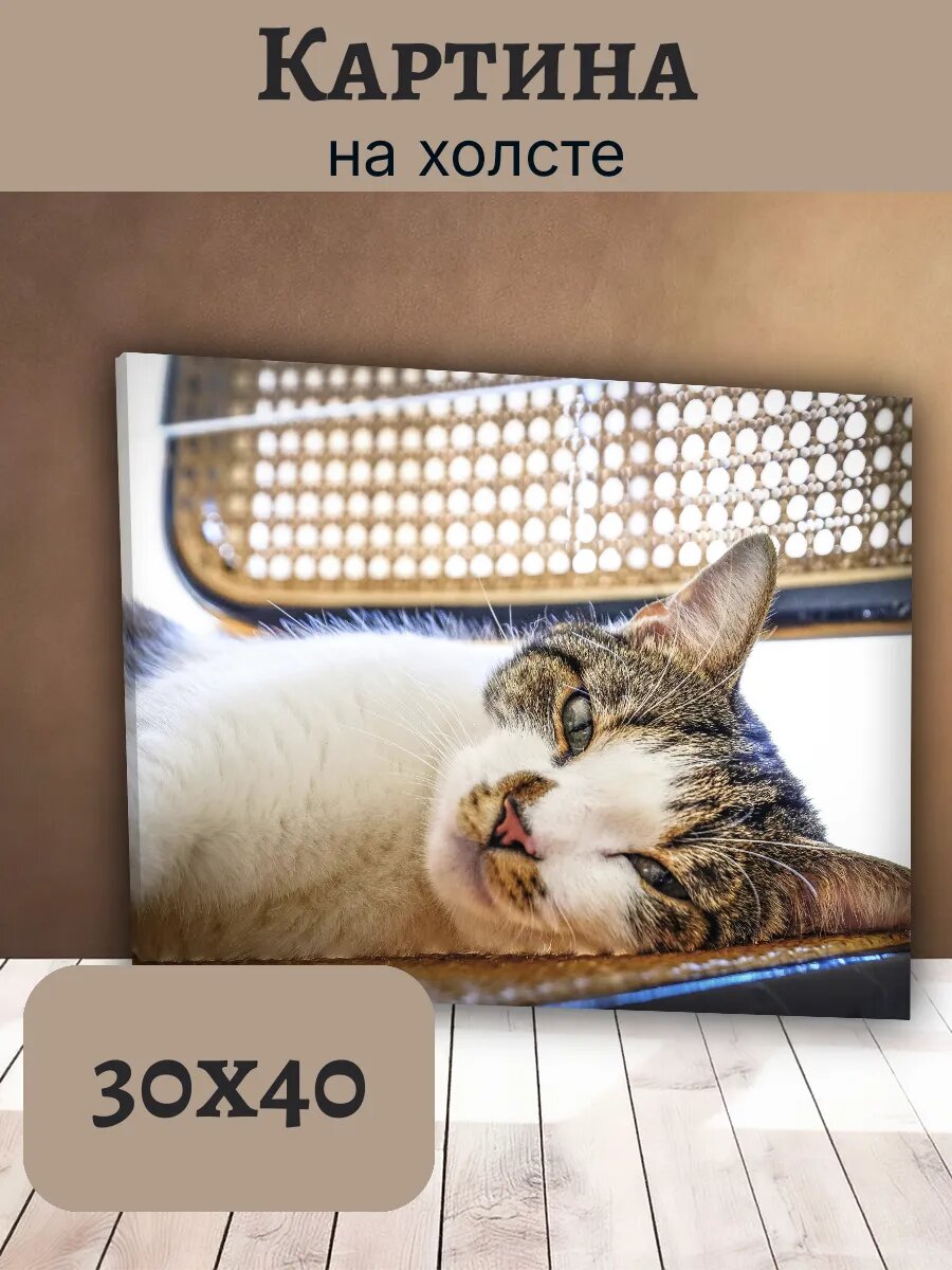 Картина Кот Кошка Cat 30x40 полосатый котик на стуле
