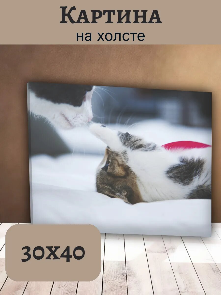 Картина Кот Кошка Cat 30x40 нежная игра пушистых друзей