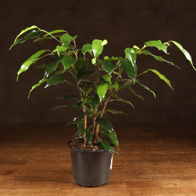 Комнатное растение LuxuryPlants Фикус Даниэль 50/12 в горшке декоративно-лиственое