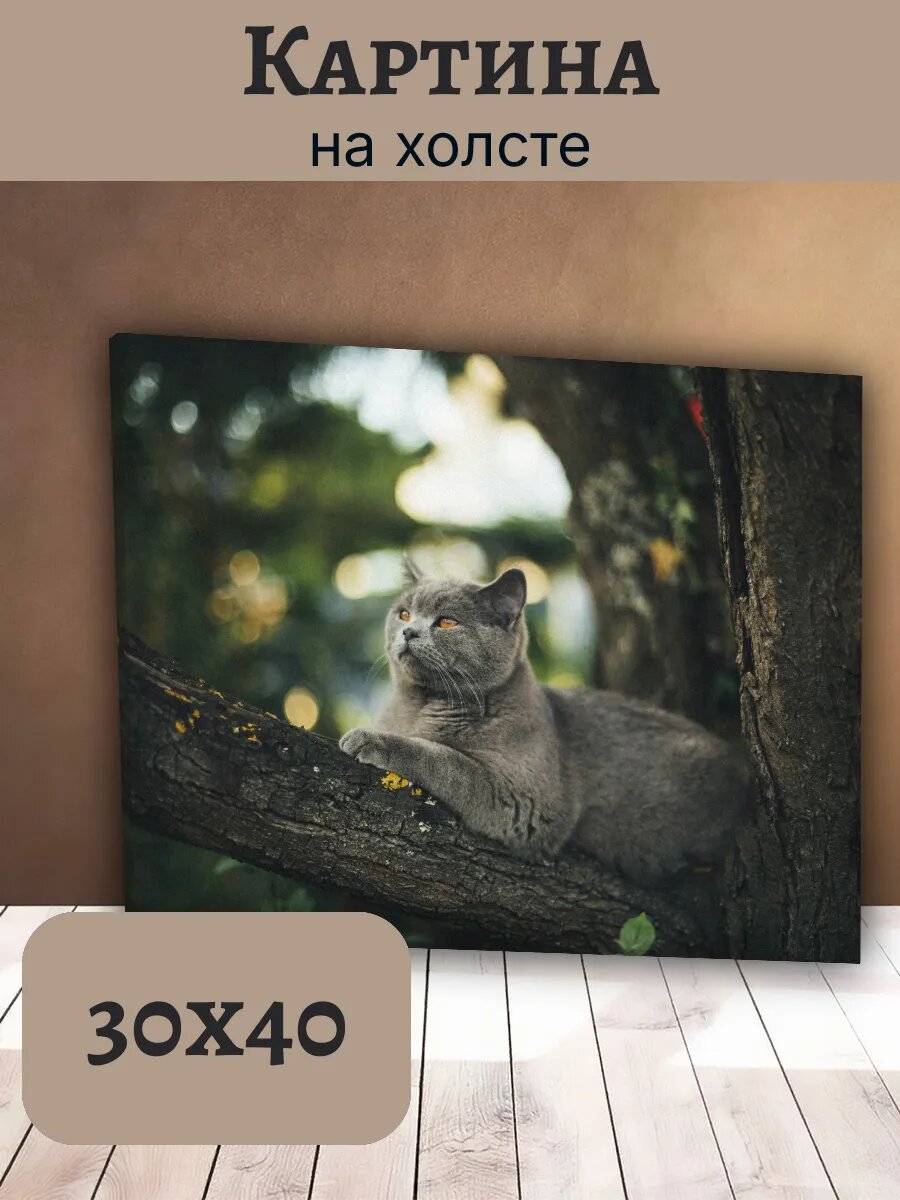 Картина Кот Кошка Cat 30x40 серый британец на ветке