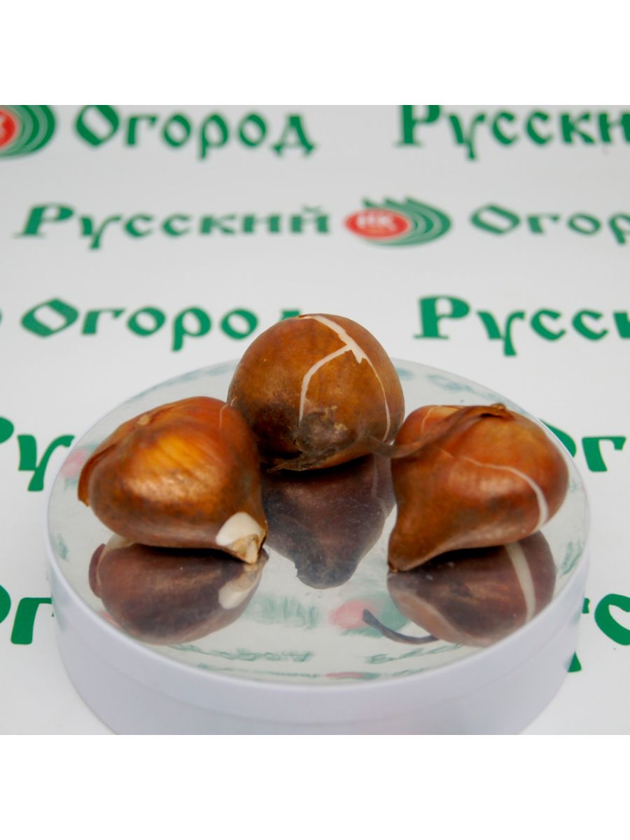 Луковица Тюльпан Литл Бьюти 1 шт.