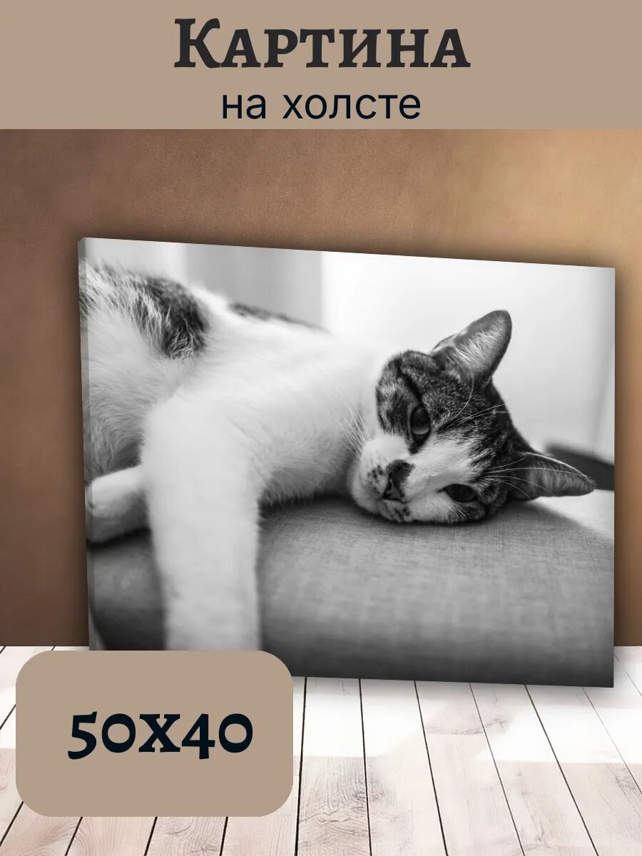 Картина Кот Кошка Cat 40x50 черно-белый портрет домашнего
