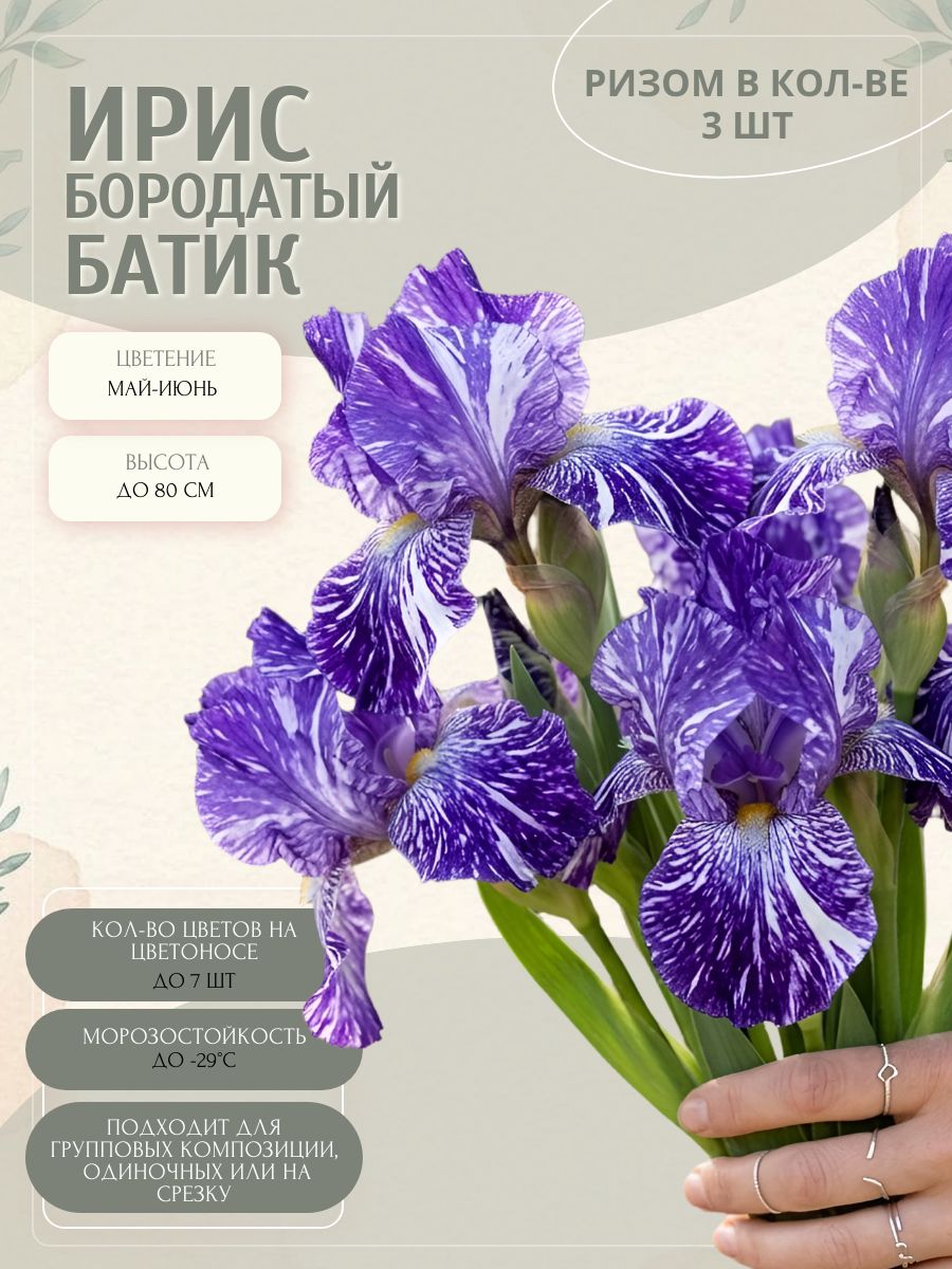 Ирис Батик, ризомы 3 шт.