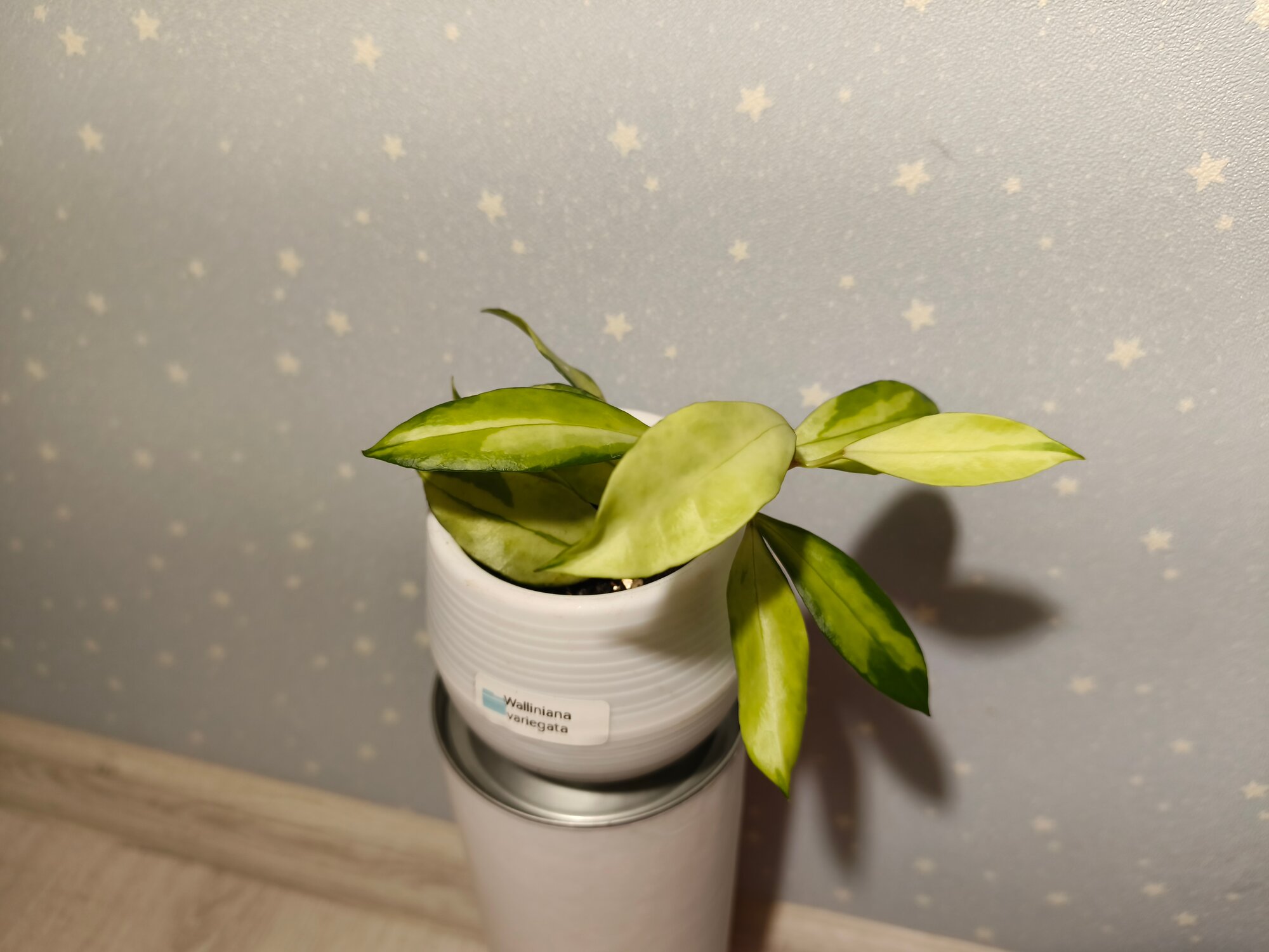Хойя Walliniana variegata Взрослое растение