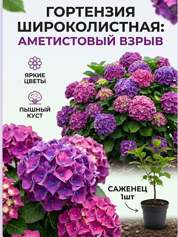 Гортензия широколистная Аметистовый Взрыв