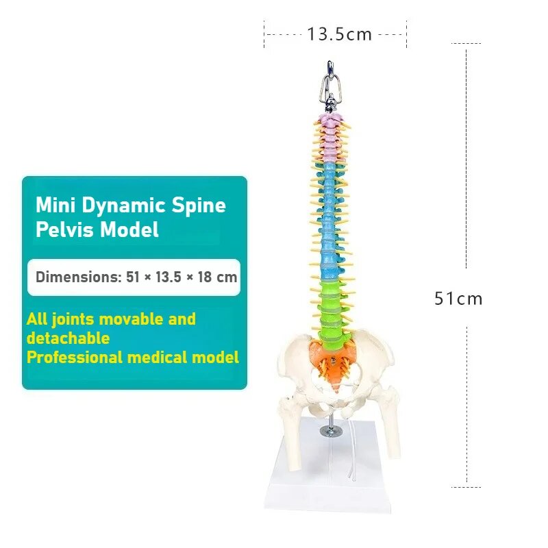 Модель позвоночника Theratools 45 см Long Spine (Detachab