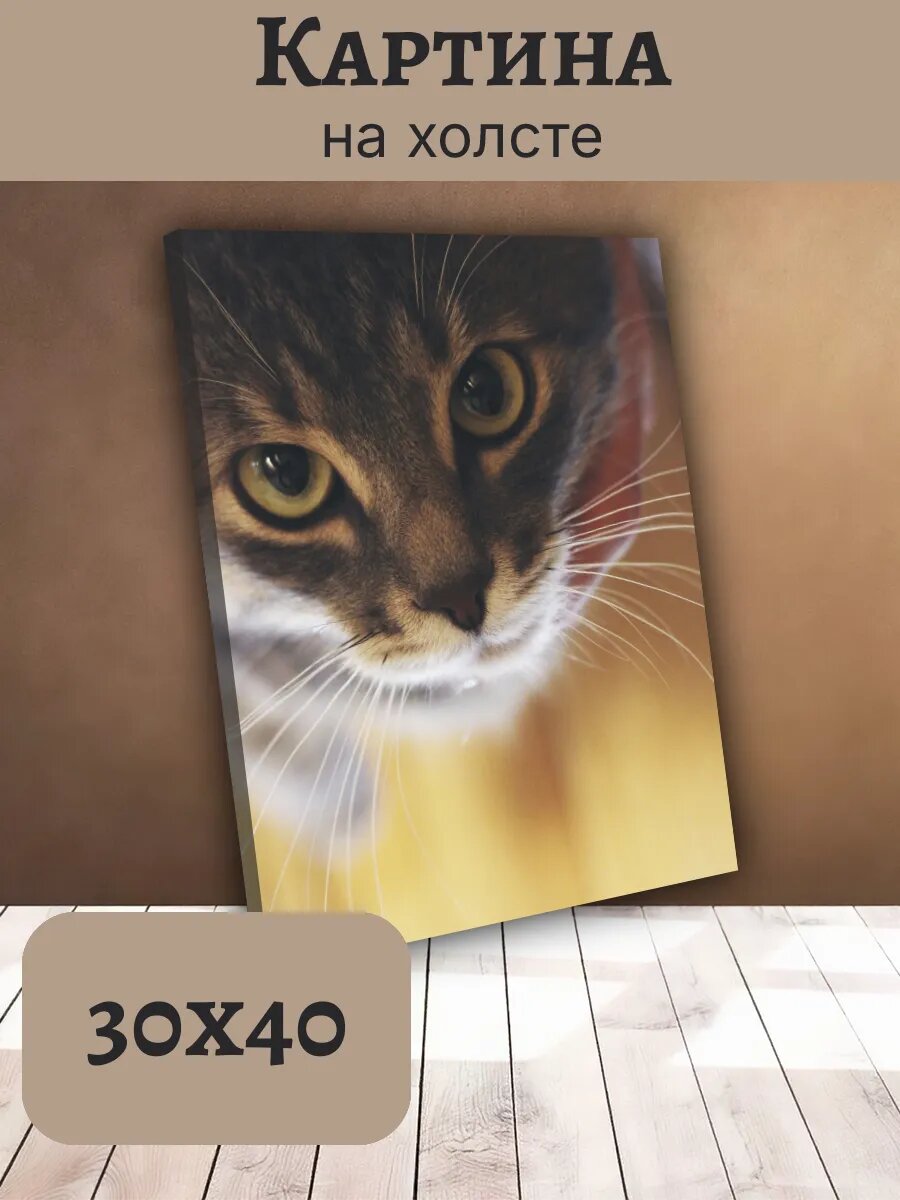 Картина Постер Кот Кошка Cat 30x40 интерьерная с портретом