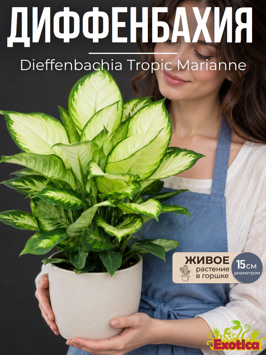 Диффенбахия Тропик Марианна (Dieffenbachia Tropic Marianne) D15см, живое растение