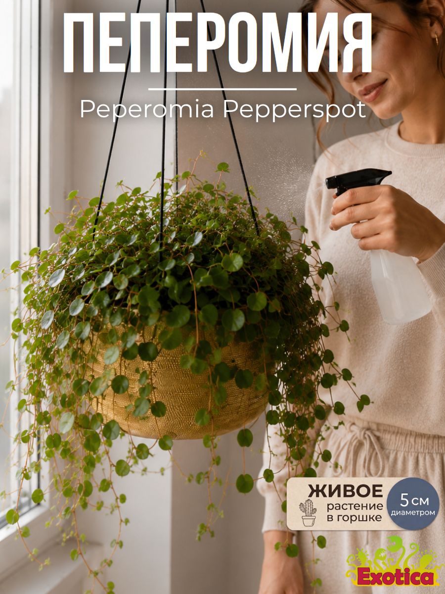 Пеперомия Пепперспот D5см, живое растение