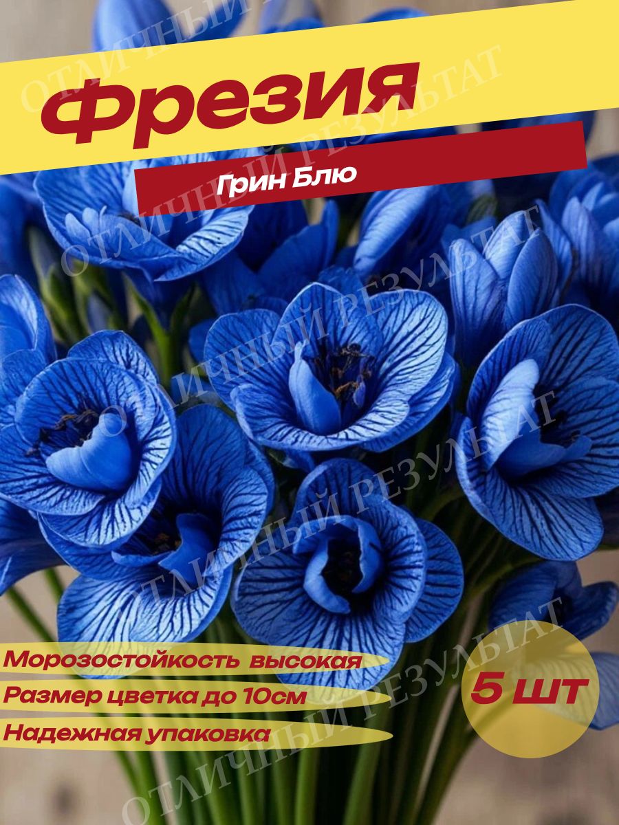 Луковицы Фрезии Грин Блю