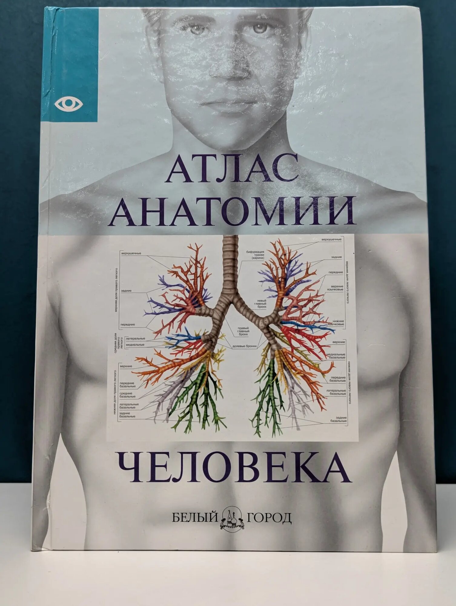 Атлас анатомии человека Надольская Н. В. (ред.) 2009