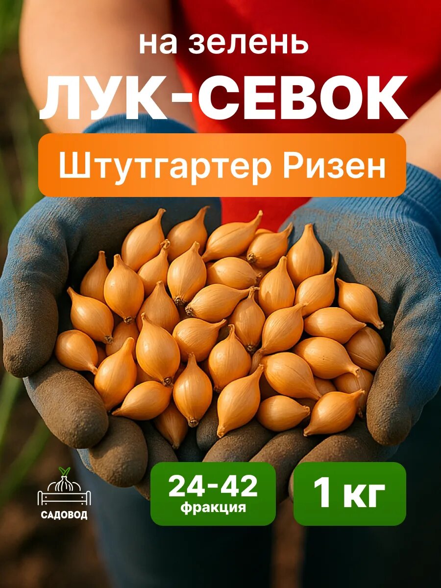 Лук севок Штутгартер Ризен на зелень 1 кг на посадку осенью