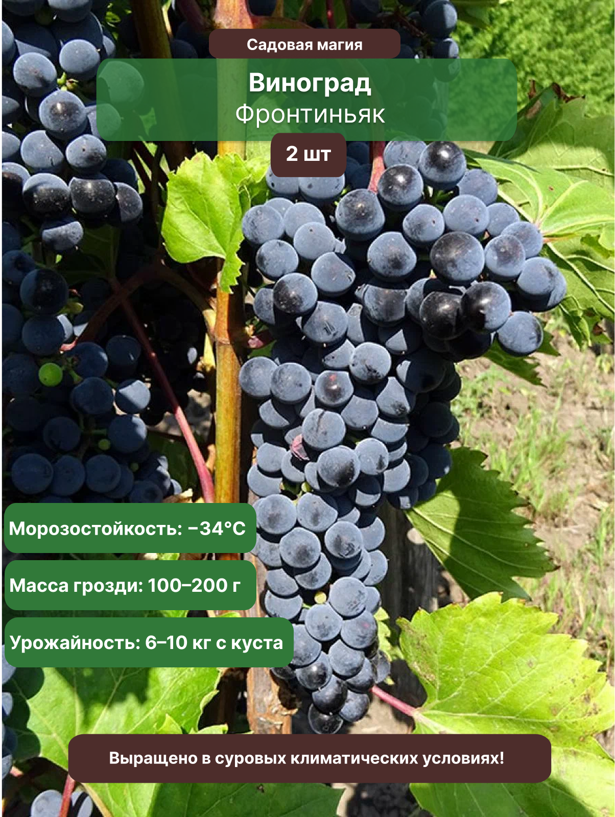 Виноград Фронтиньяк / 2 шт, высокая урожайность, среднеранний, технический сорт