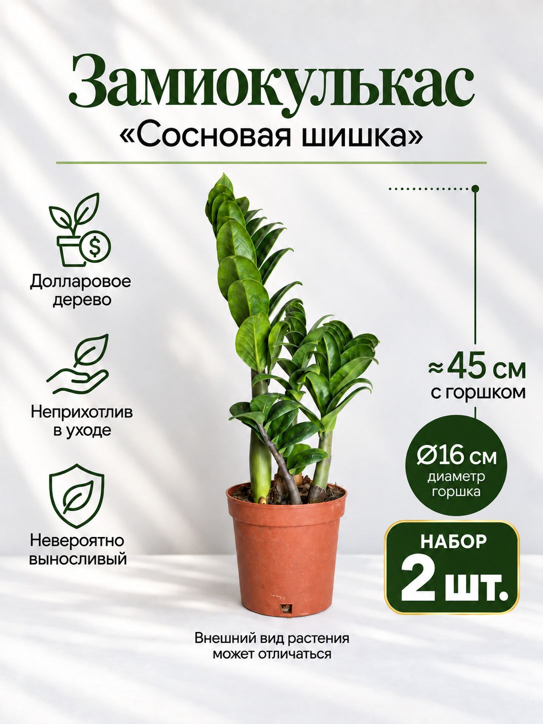 Замиокулькас Сосновая шишка живой в горшке, набор 2 шт.