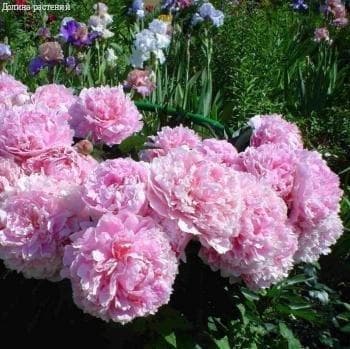 Пион Сара Бернард (1 корневище). Holland Bulbs (Голландия)