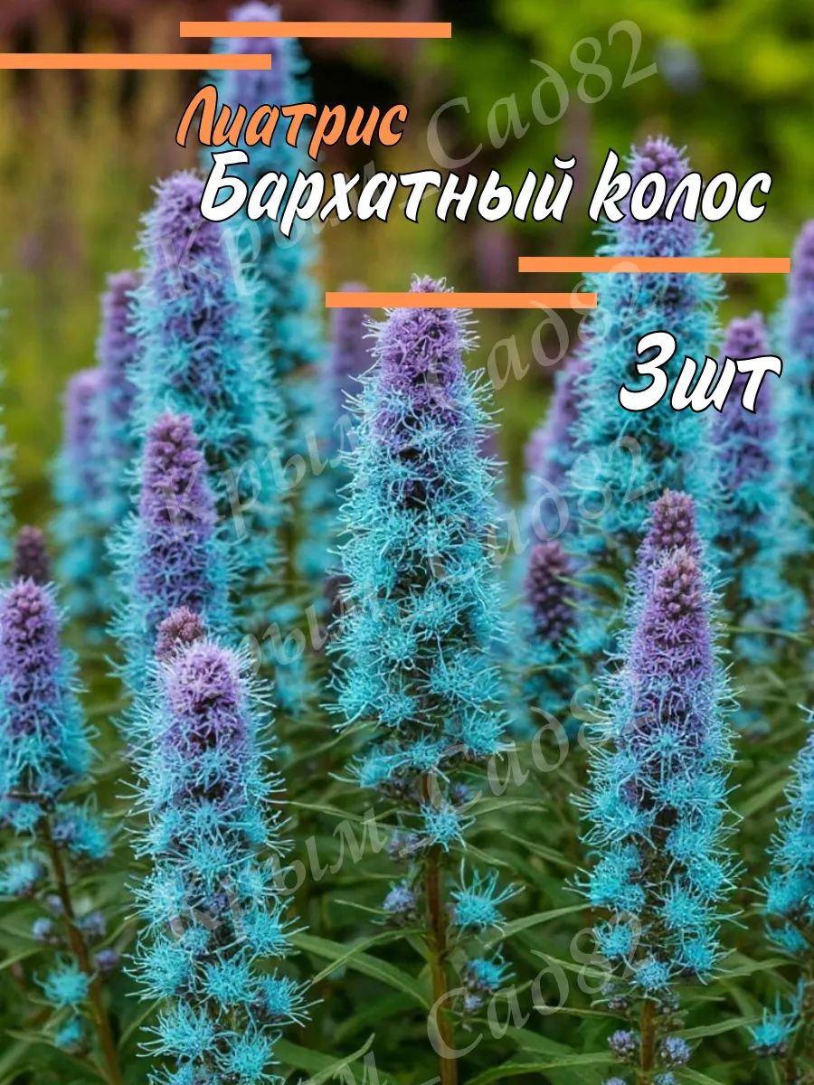 Луковицы Лиатриса Бархатный Колос