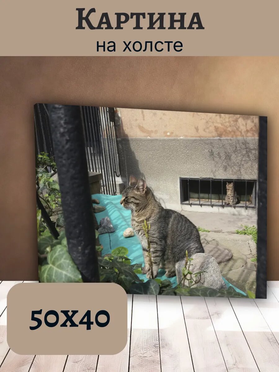 Картина Кот Кошка Cat 40x50 дворовые животные на фоне зелени
