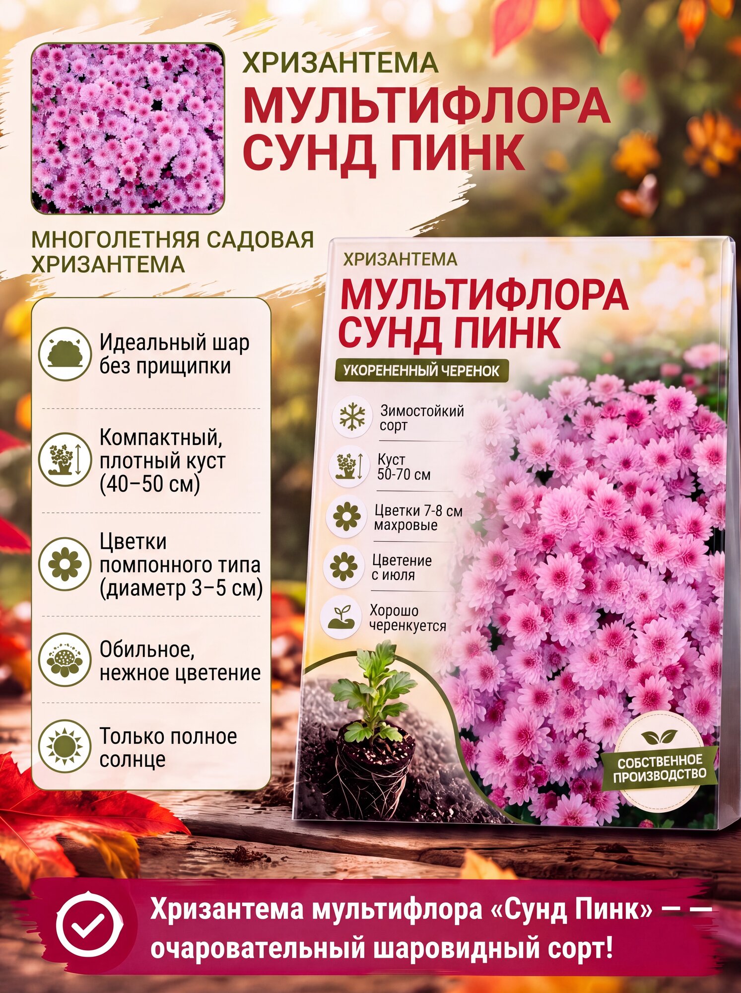 Хризантема-мультифлора Сунд Пинк (укорененный черенок)