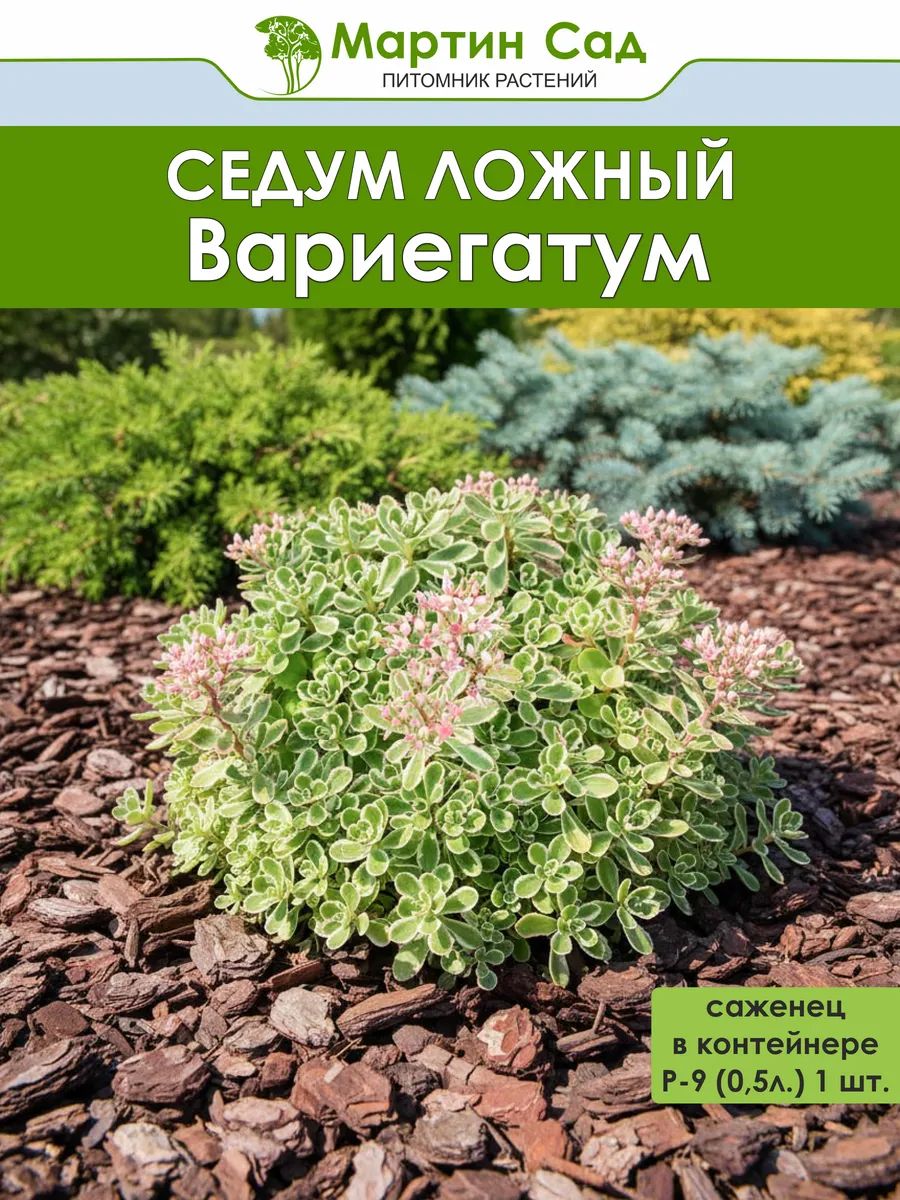 Седум ложный Вариегатум Р-9