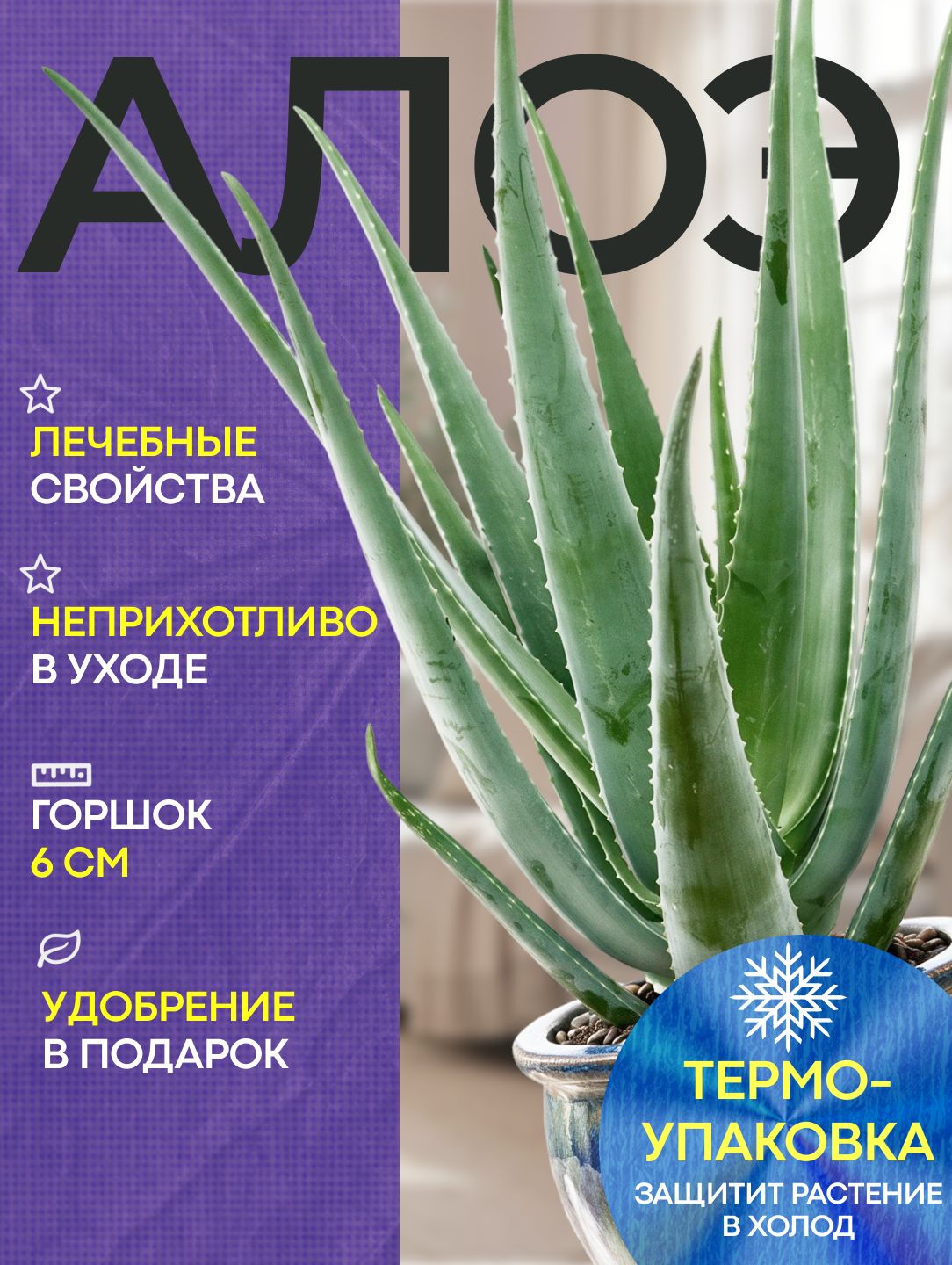 Алоэ саженец комнатного растения живой