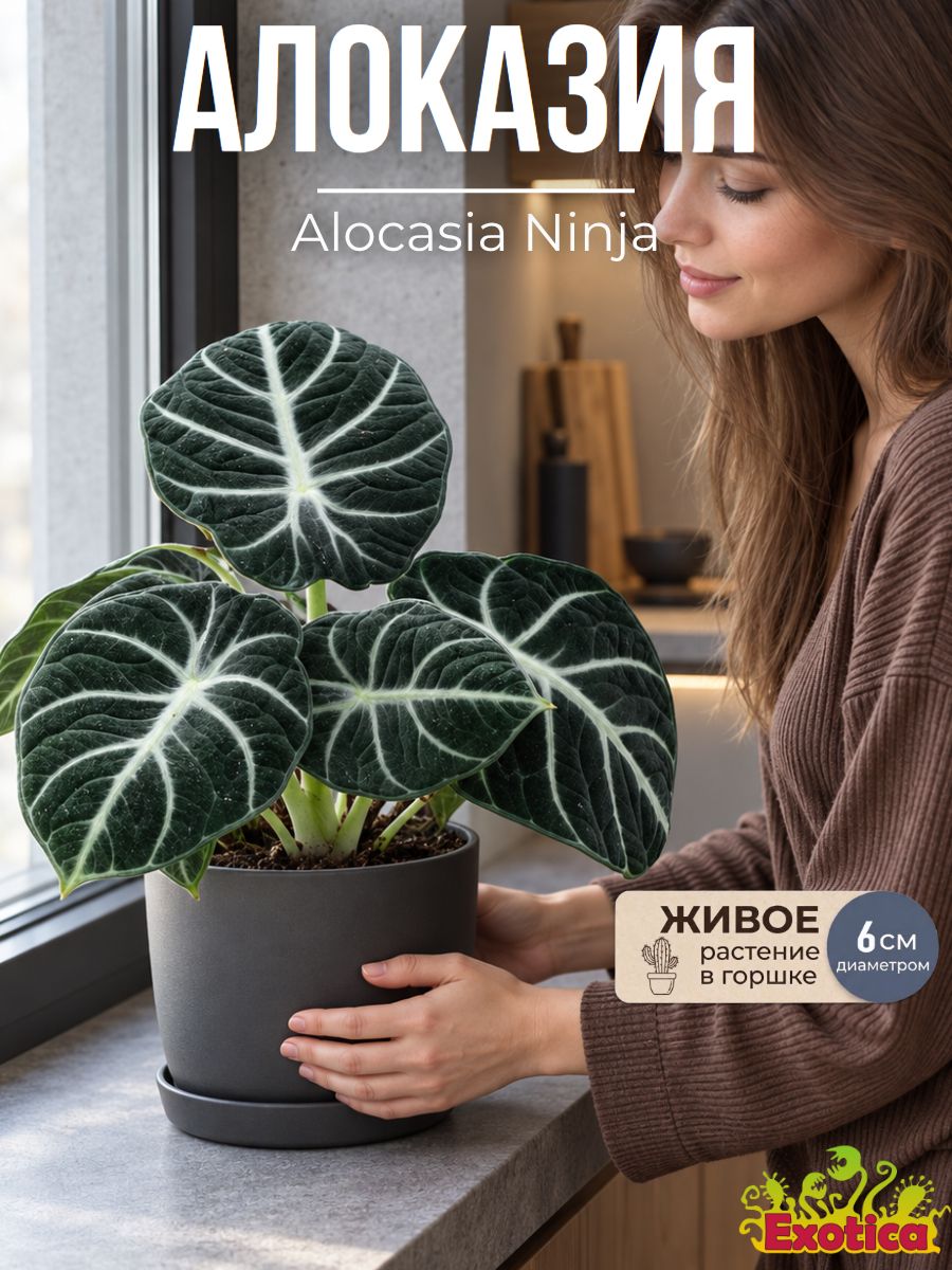 Алоказия Ниндзя (Alocasia Ninja) D6см, комнатный цветок