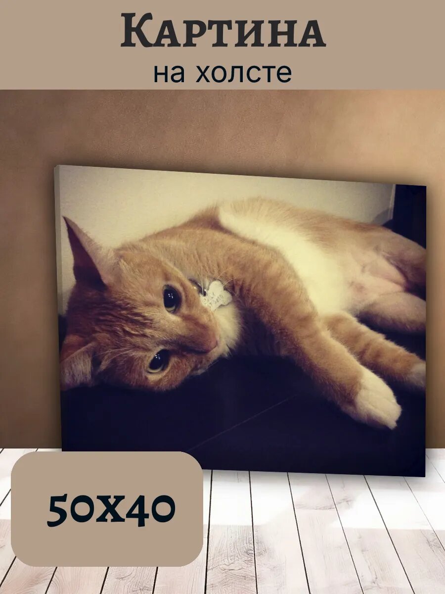 Картина Кот Кошка Cat 40x50 рыжий кот с ошейником