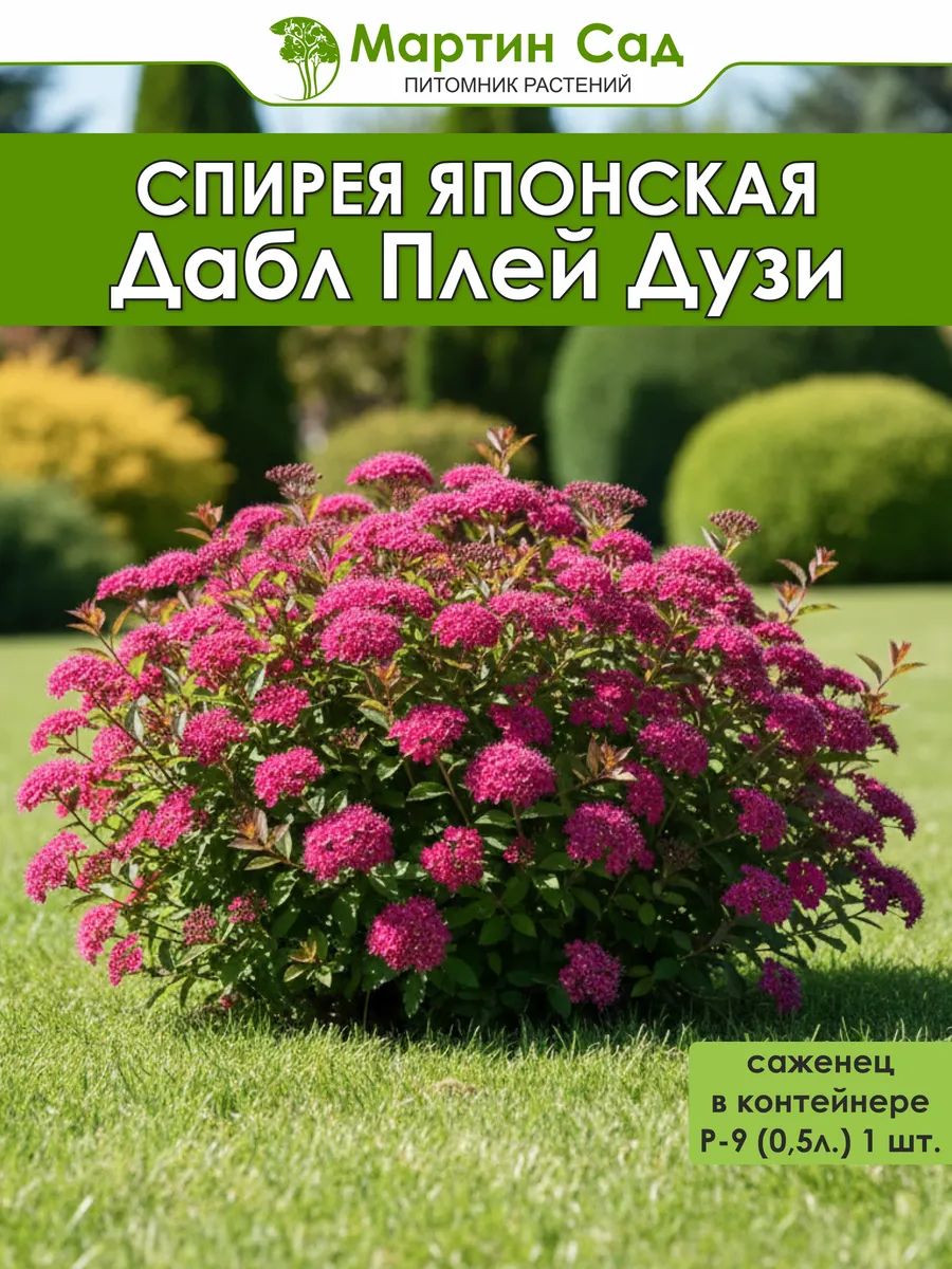 Спирея японская Дабл Плей Дузи Р-9