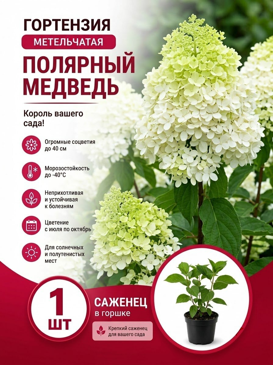 Гортензия метельчатая Полярный медведь