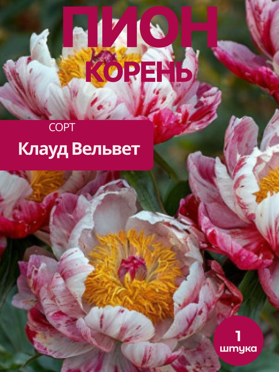 Пион Клауд Вельвет корень 1 шт