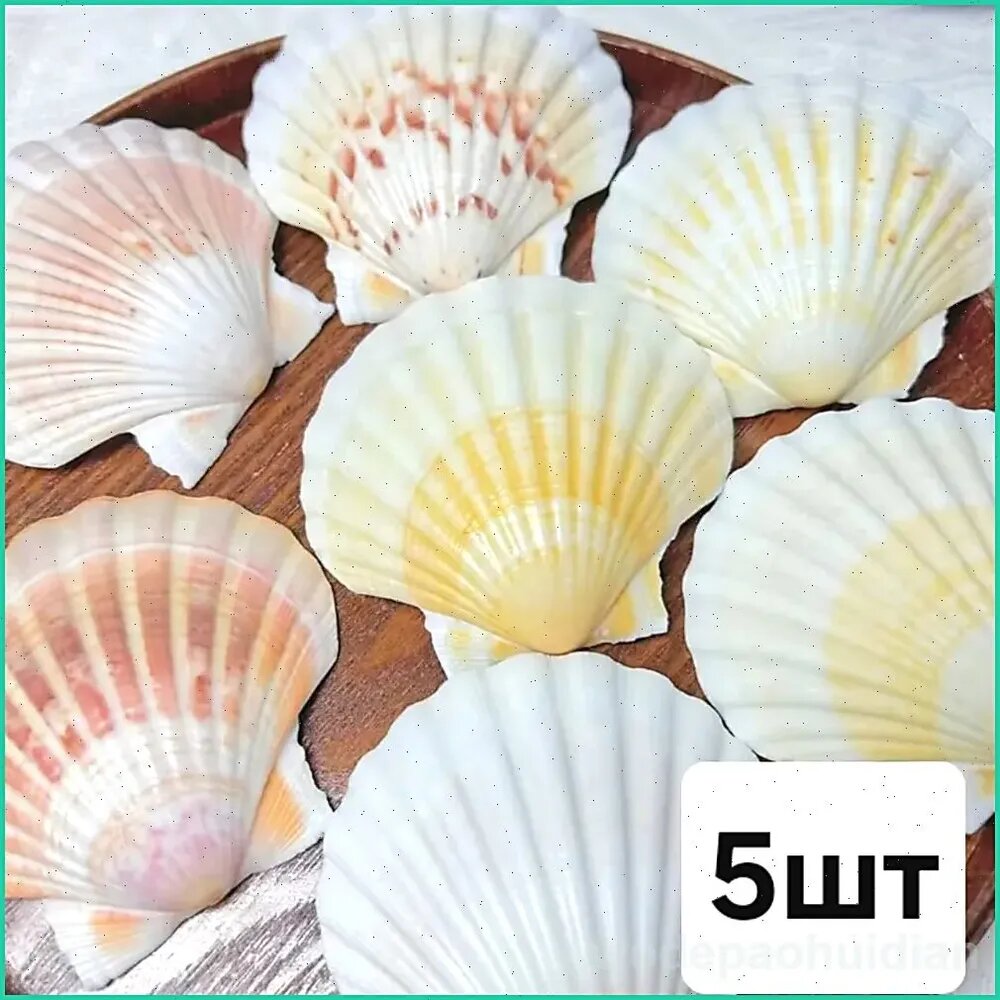 Морской гребешок 5шт. глубокая, натуральная, морская ракушка
