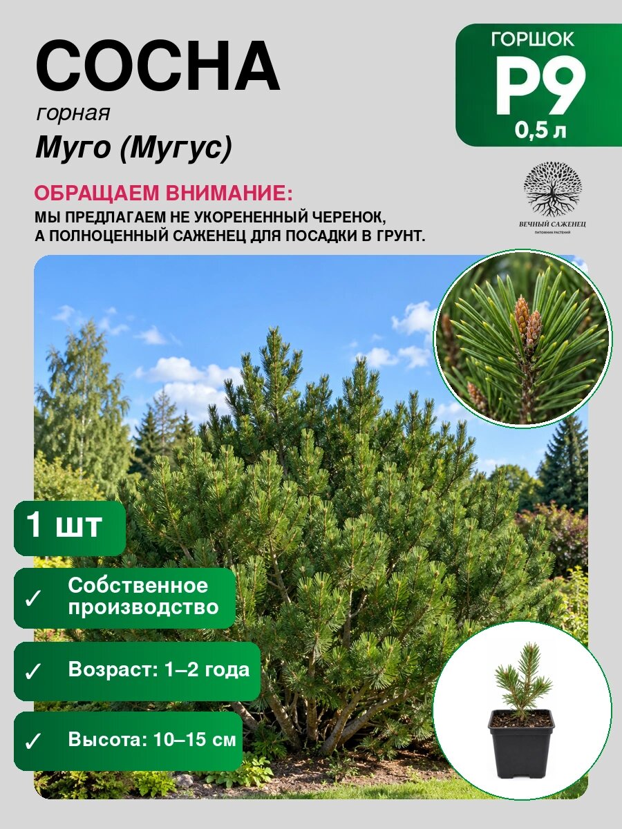 Сосна горная Муго (Мугус), саженец для сада и дачи, декоративное растение для посадки