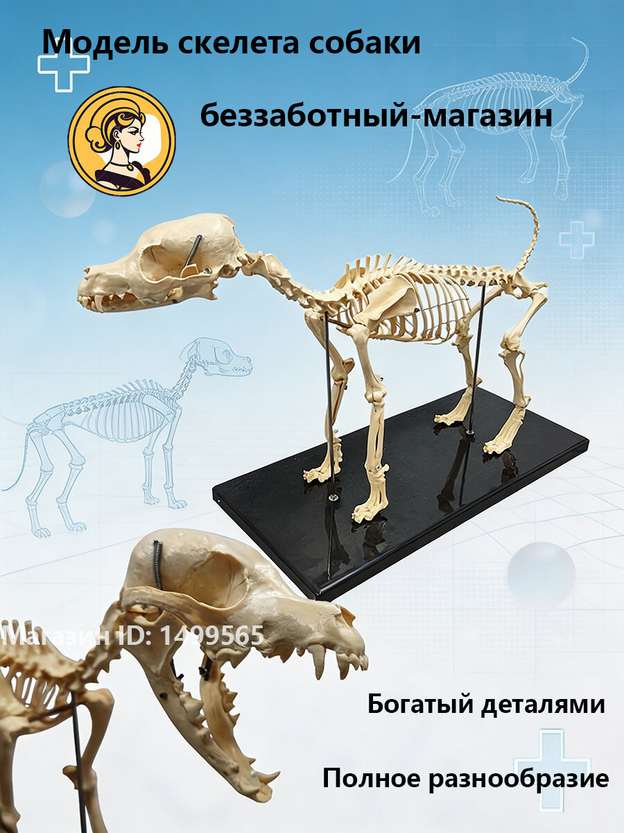 Модель собачьей кости, стандартный размер, модель для обучения медицинской анатомии собак на животных