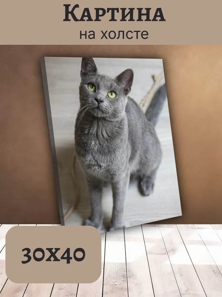 Картина Постер Кот Кошка Cat 30x40 серый Русский Голубой