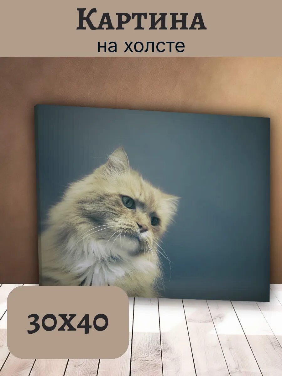 Картина Кот Кошка Cat 30x40 пушистый британец на сером фоне