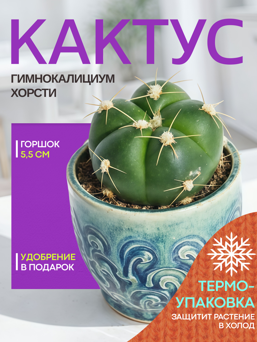 Кактус Гимнокалициум Хорсти комнатный цветок в горшке живой