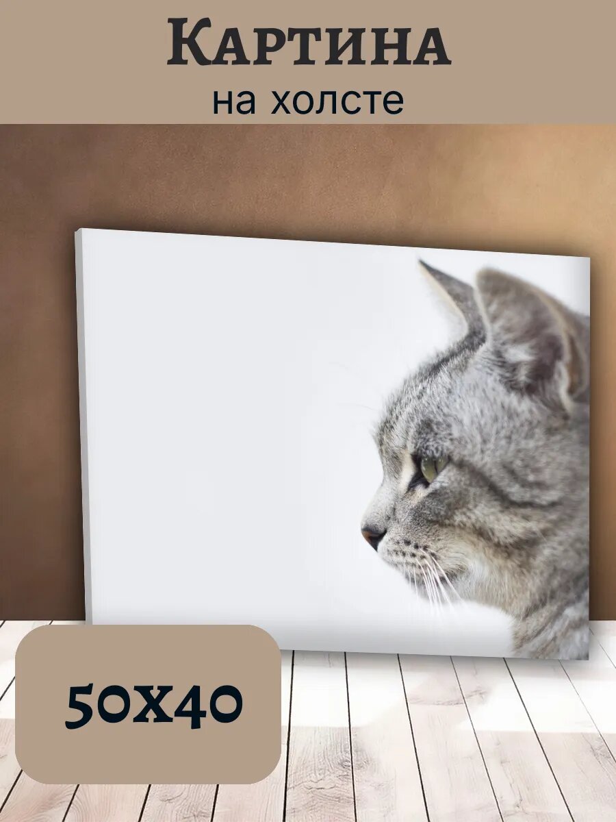 Картина Постер Кот Кошка Cat 40x50 серый полосатый кот