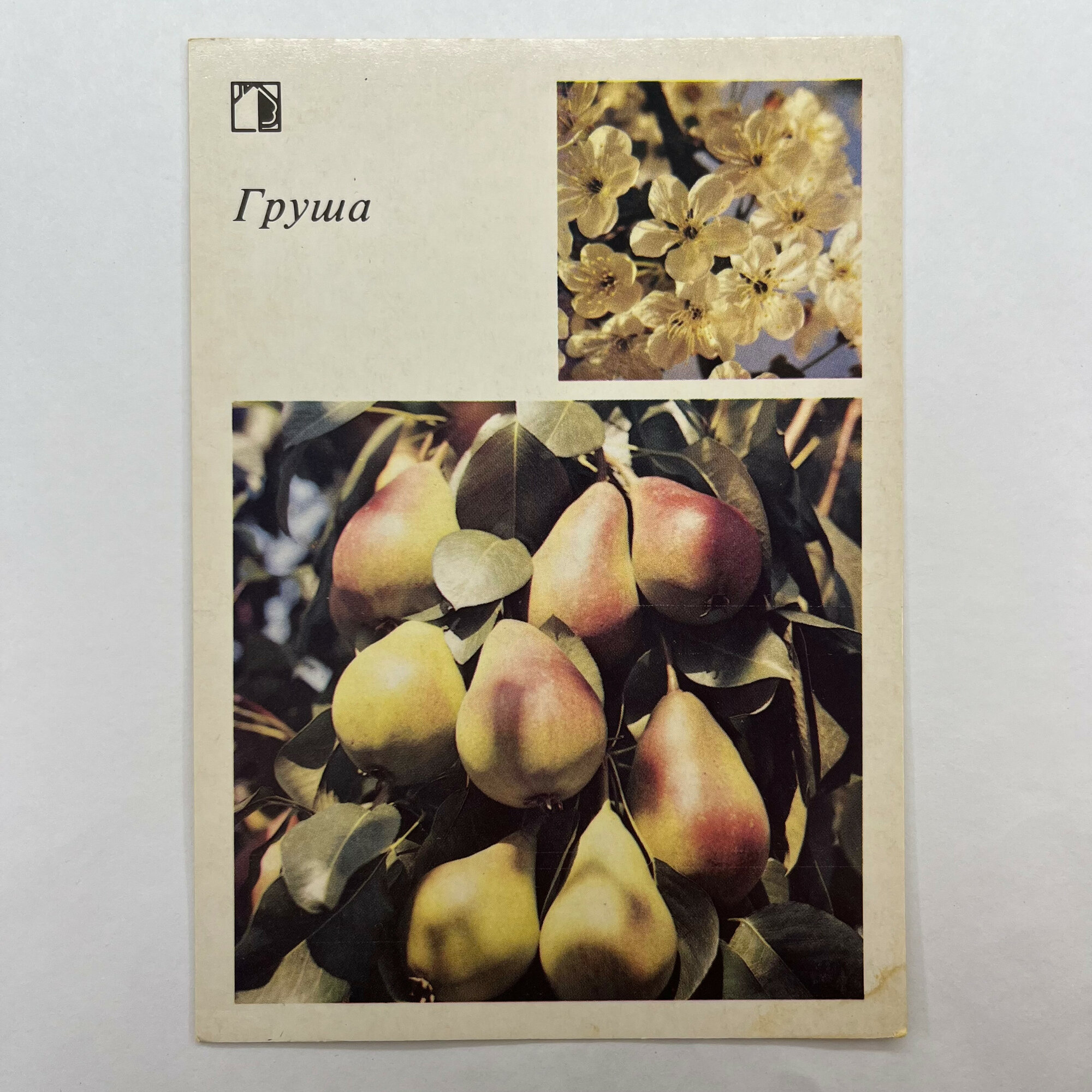 Открытка советская СССР. Груша и цветущие ветви, садоводство. Винтаж
