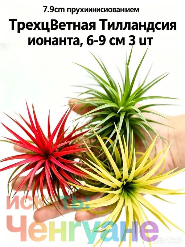 Трехцветная Тилландсия ионанта, 6-9 см, 3 шт. (с пружинным основанием) живые воздушные растения для интерьера, без грунта