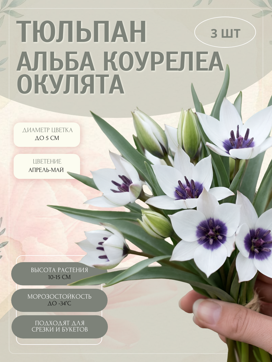 Тюльпан Альба Коурелеа Окулята, луковицы 3 шт.