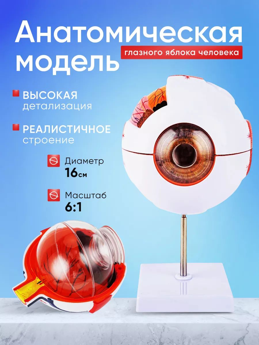 Разборная анатомическая модель глазного яблока человека