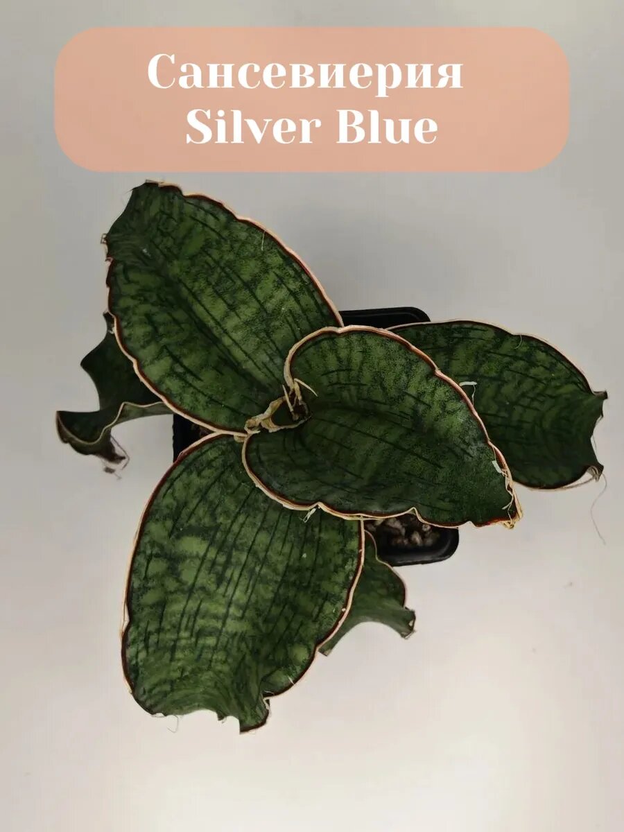 Сансевиерия Silver Blue